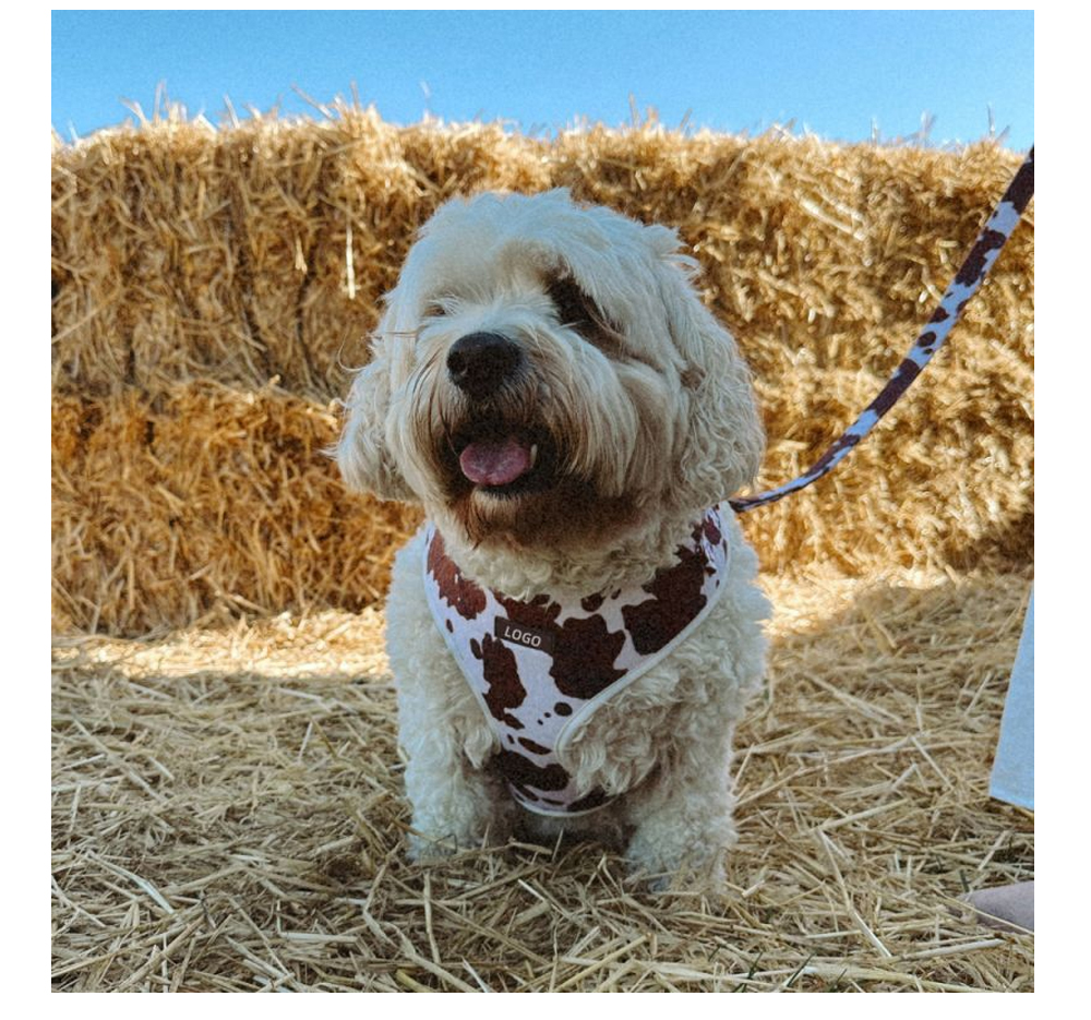 Custom Plush Cow Print Dog Harness, Collar & Leash Set (6).jpg